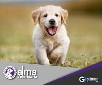 Alma Veterinaria Posadas Misiones