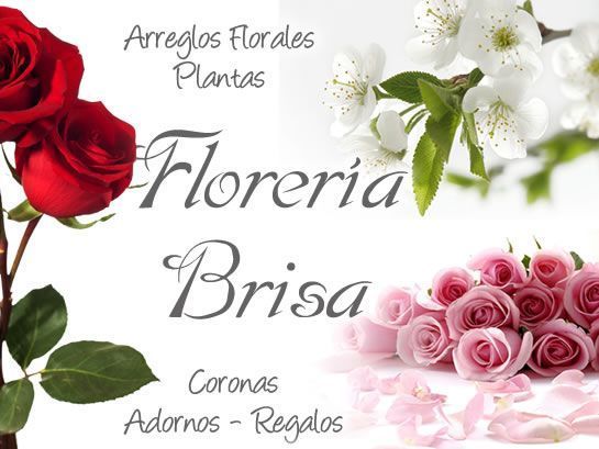 logo floreria brisa florerias posadas misiones