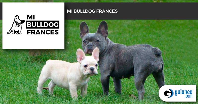 800x420 guianea2019 mibulldogfrances