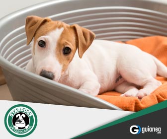 Stardogs Veterinaria Posadas Misiones