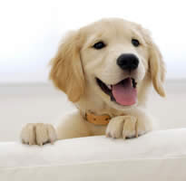 001veterinariacamposymascotasposadasmisiones
