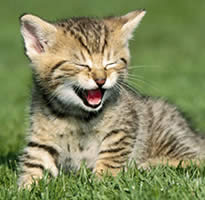 002veterinariacamposymascotasposadasmisiones