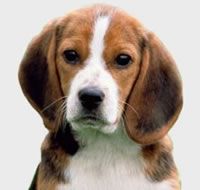 1001veterinariadelcentroposadas