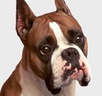 1002veterinariadelcentroposadas