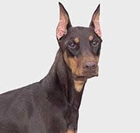 1004veterinariadelcentroposadas