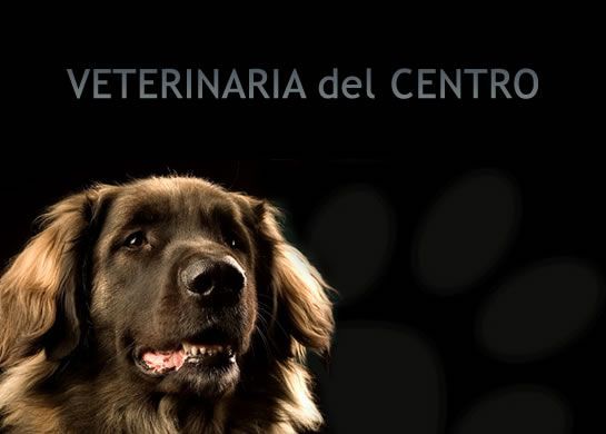 545x390veterinariadelcentroposadas